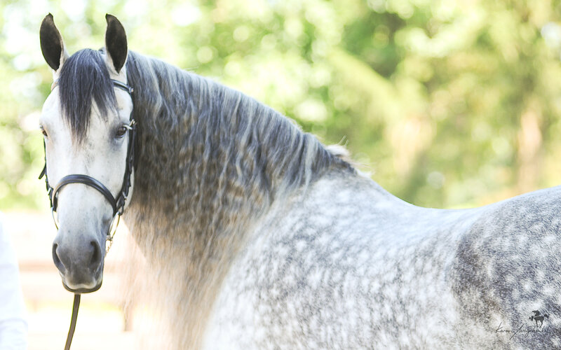 Gray Dapple Horse — Calm, Afternoon, Photograph, Bridle