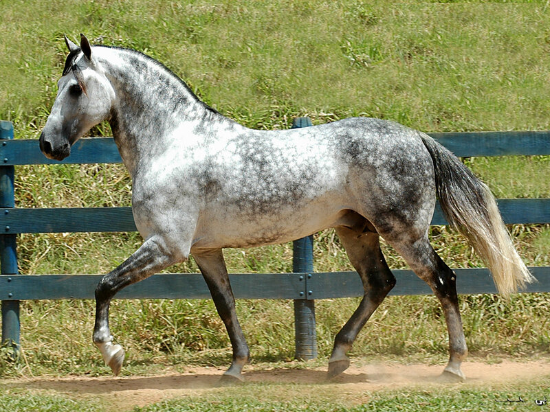 Gray Dapple Horse — Calm, Afternoon, Photograph, Fence, Grass