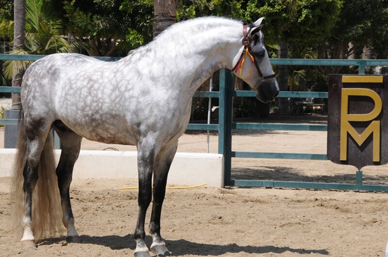 Gray Dapple Horse — Calm, Afternoon, Photograph, Fence