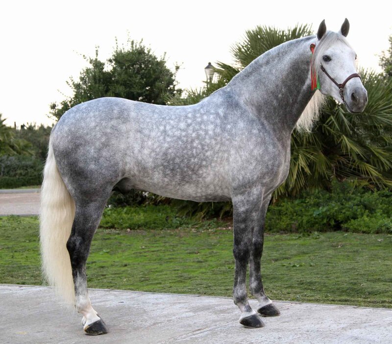 Gray Dapple Horse — Calm, Afternoon, Photograph, Grass