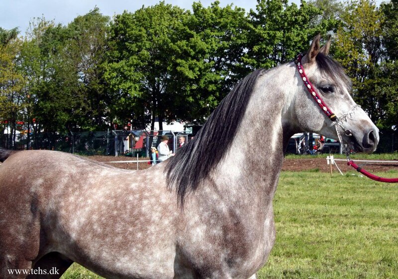 Gray Dapple Horse — Calm, Afternoon, Photograph