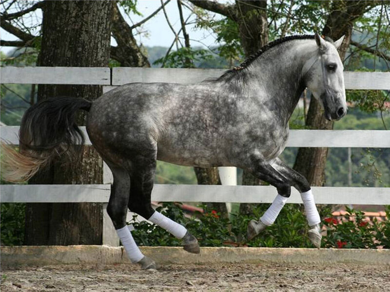 Gray Dapple Horse — Calm, Afternoon, Photograph, White Fence