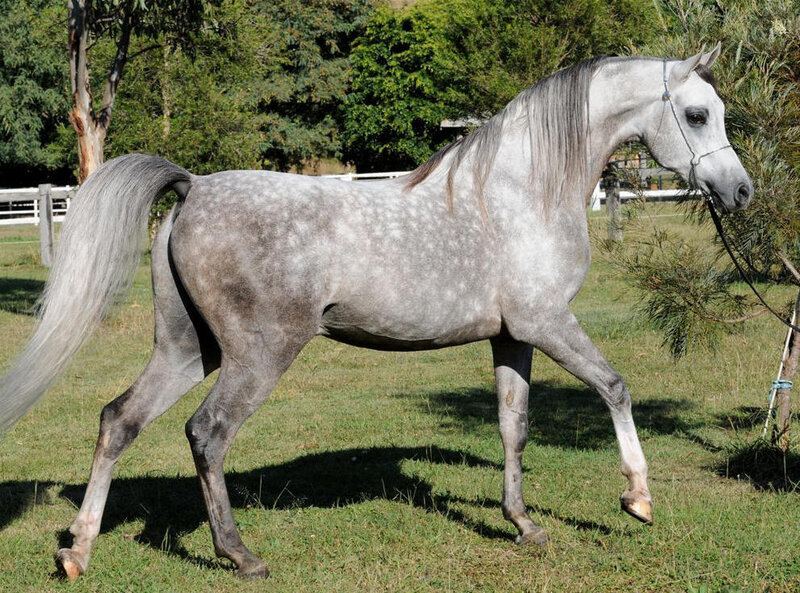 Gray Dapple Horse — Calm, Afternoon