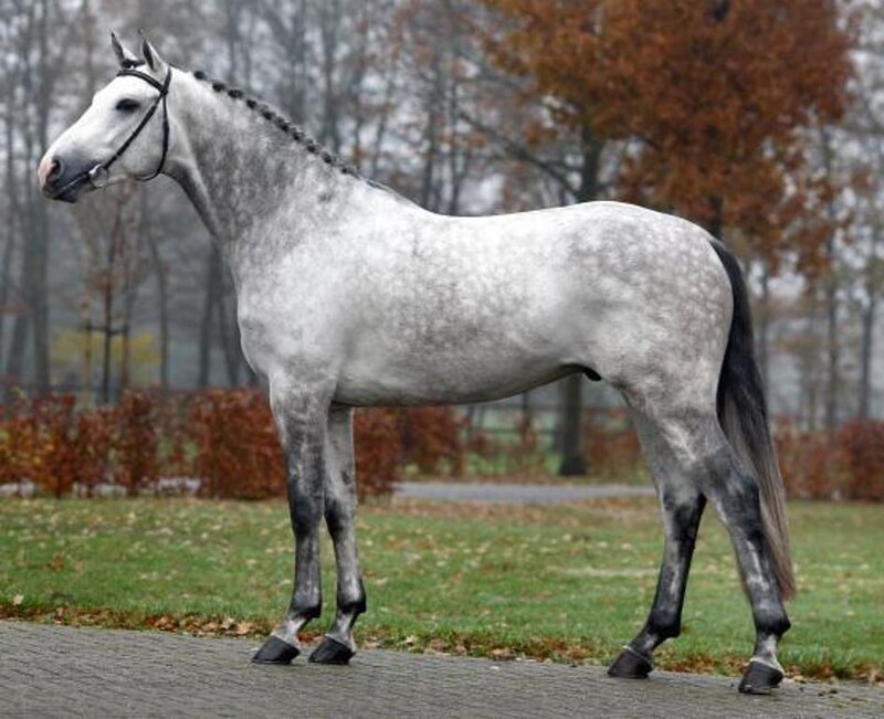 Gray Dapple Horse — Calm, Autumn
