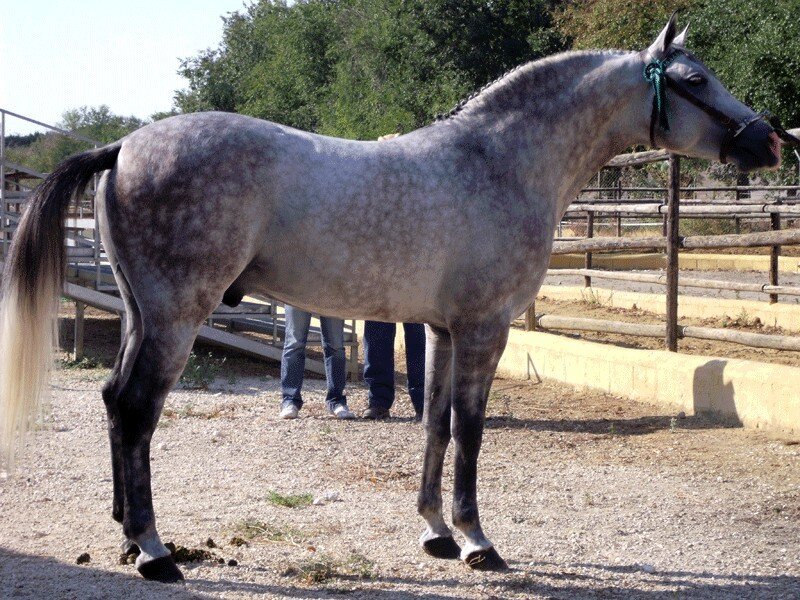 Gray Dapple Horse — Calm