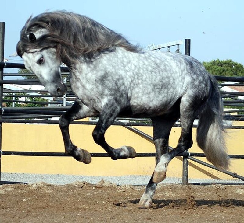 Gray Dapple Horse — Dynamic
