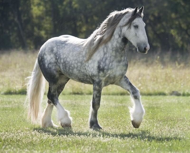 Gray Dapple Horse — Green