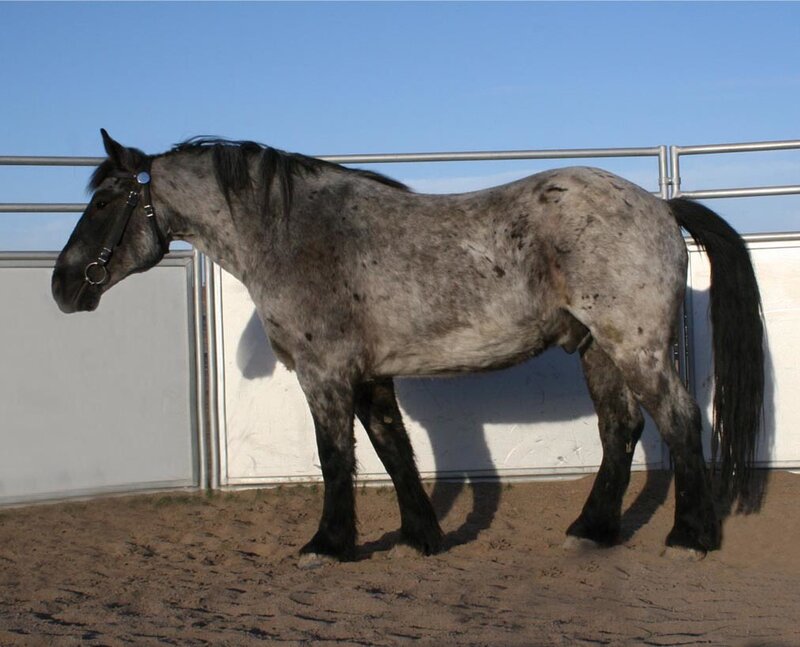 gray dapple horse in a pen