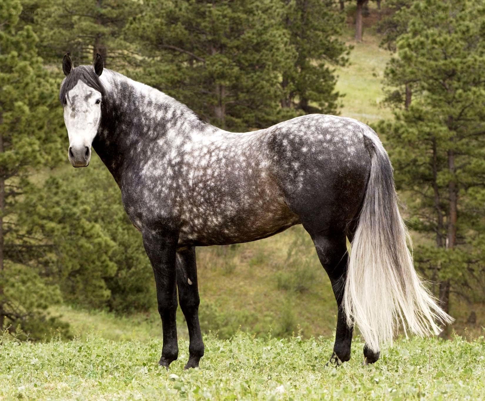 gray dapple horse in field