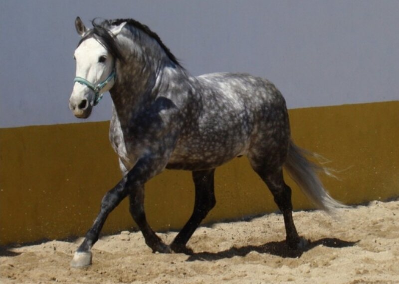 gray dapple horse in motion