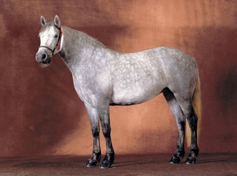 Gray Dapple Horse — Neutral
