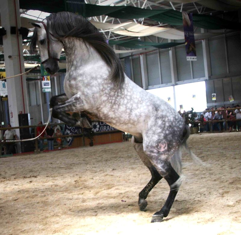 Gray Dapple Horse Rearing