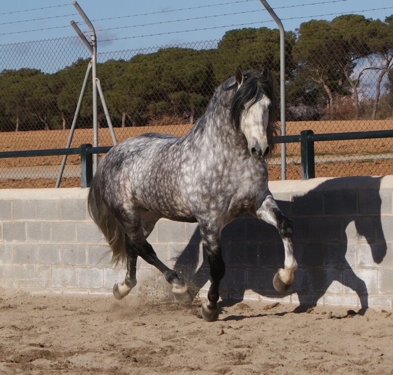 Gray Dapple Horse Running — Active, Afternoon, Photograph