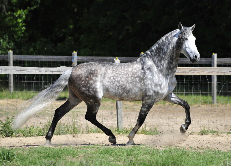 Gray Dapple Horse Running — Active, Afternoon