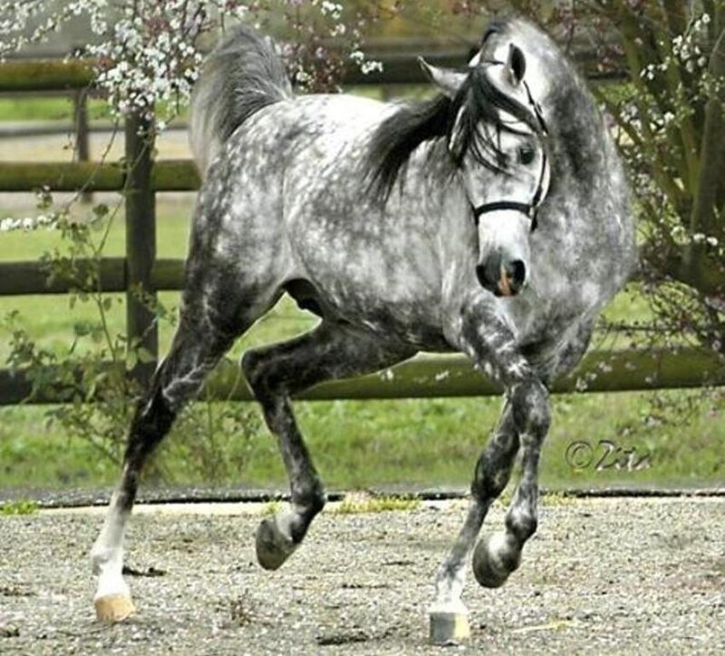 Gray Dapple Horse Running — Active