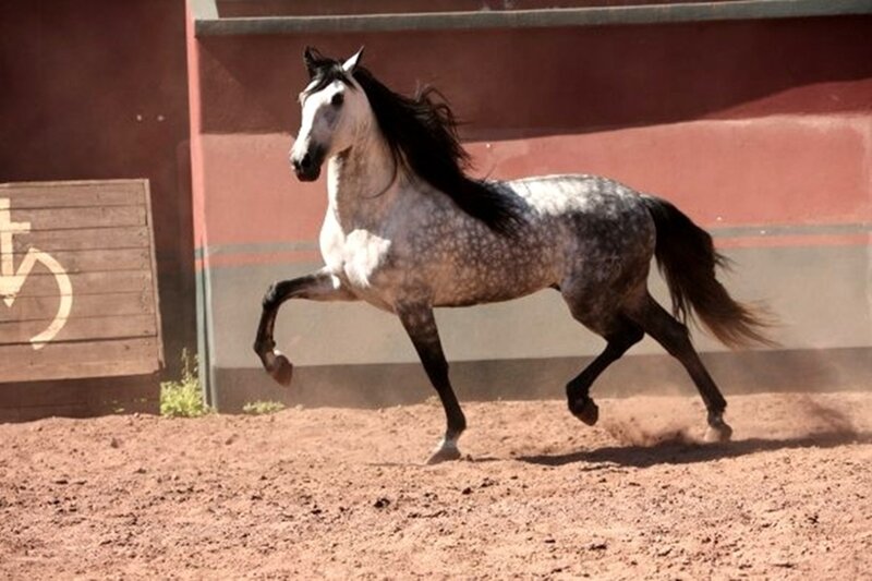 Gray Dapple Horse Running — Brown