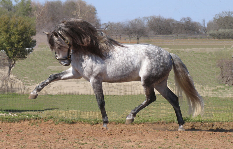 Gray Dapple Horse Running — Dynamic, Afternoon, Photograph, Fence, Trees