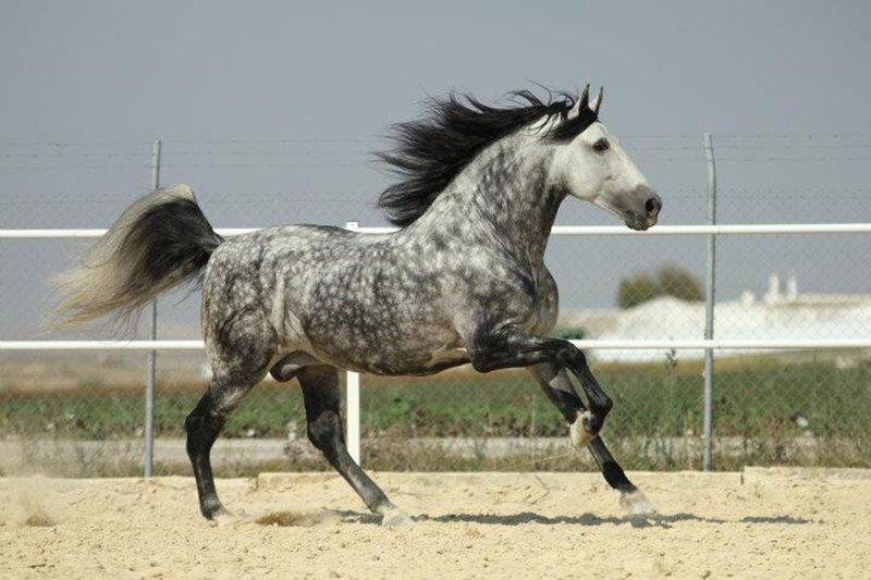 Gray Dapple Horse Running — Dynamic, Afternoon, Photograph