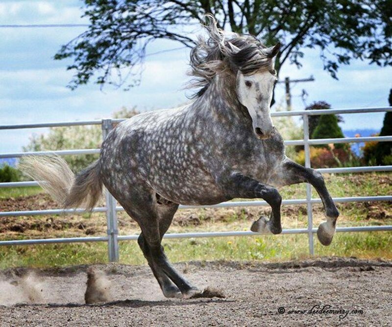 Gray Dapple Horse Running — Dynamic, Afternoon