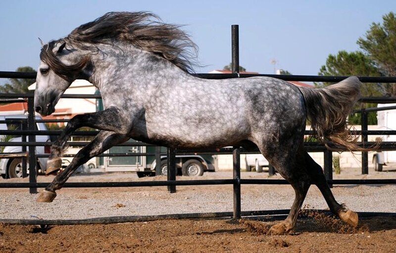Gray Dapple Horse Running — Dynamic
