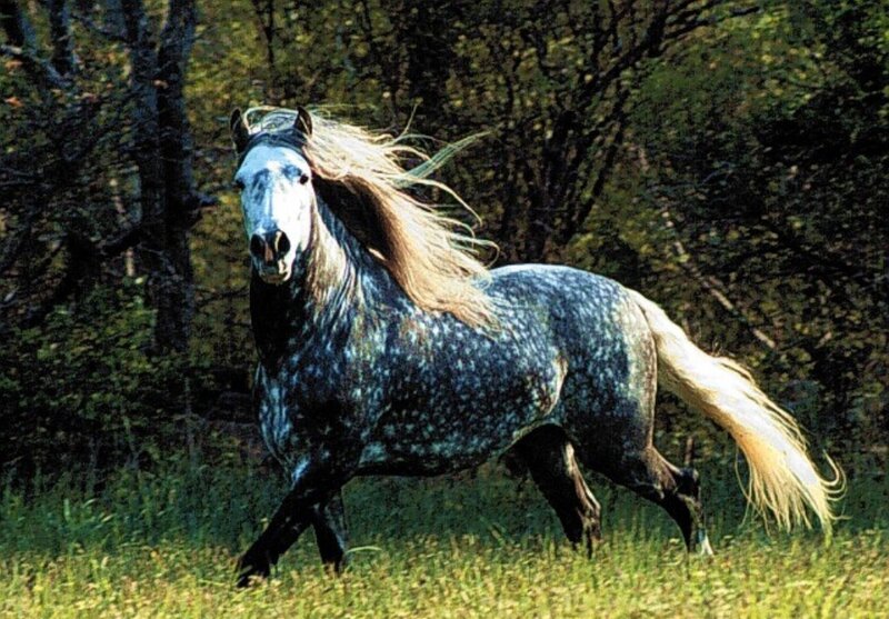 Gray Dapple Horse Running — Green, Dynamic