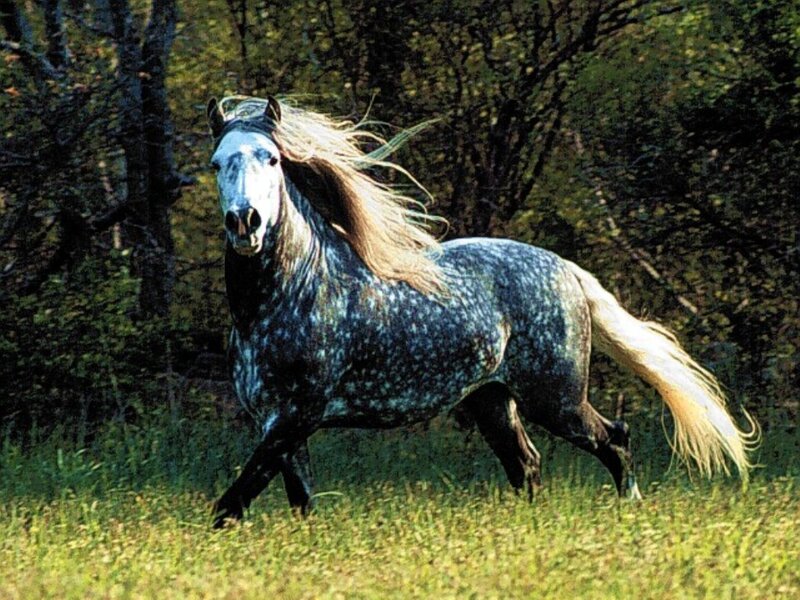 Gray Dapple Horse Running — Green