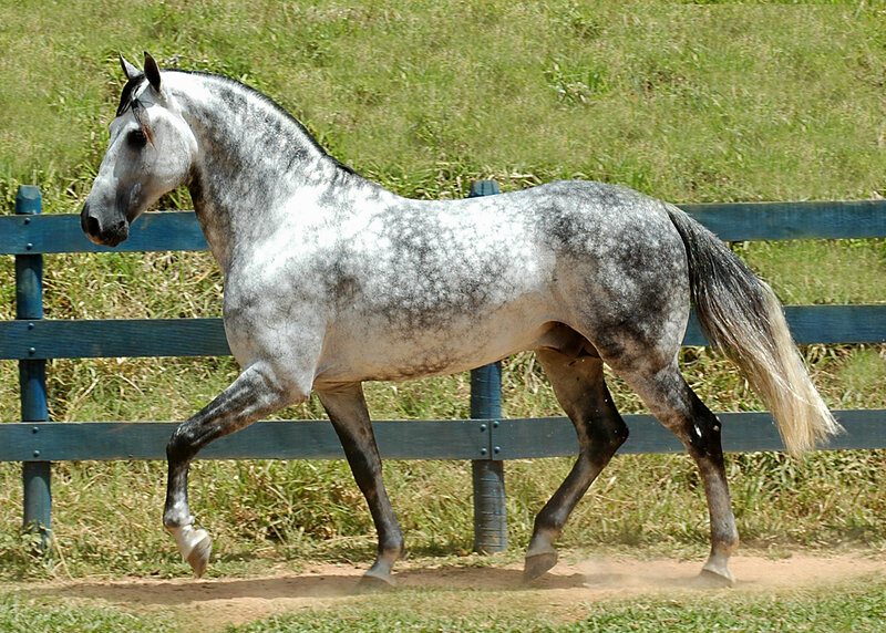 gray dapple horse running