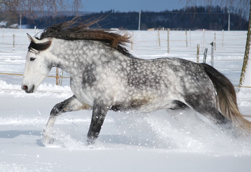 Gray Dapple Horse Running — White, Dynamic