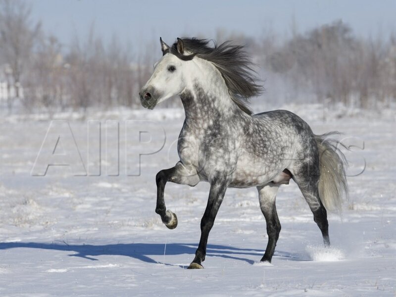 Gray Dapple Horse Running — White