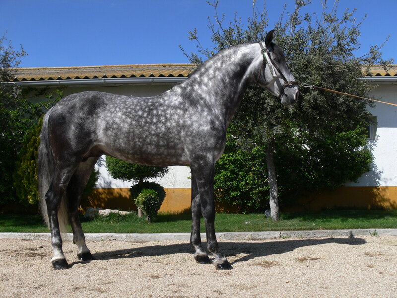 gray dapple horse standing