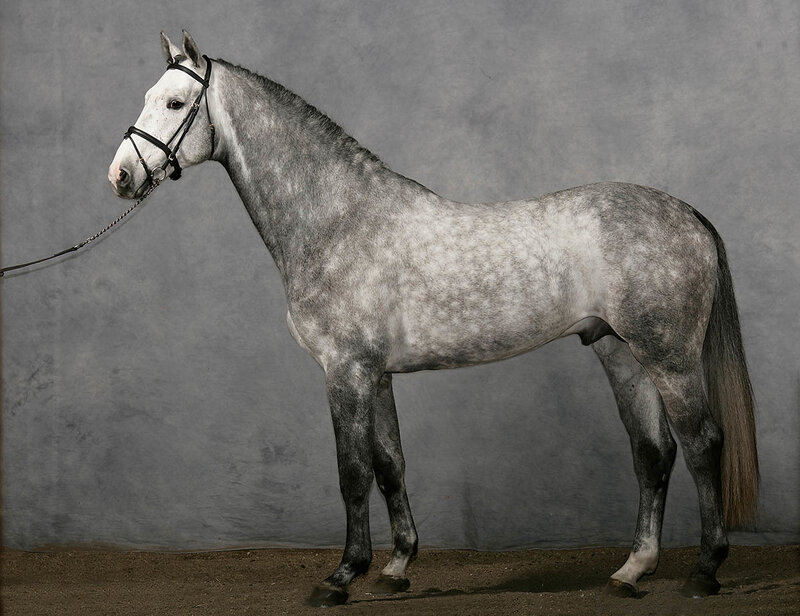 Gray Dapple Horse