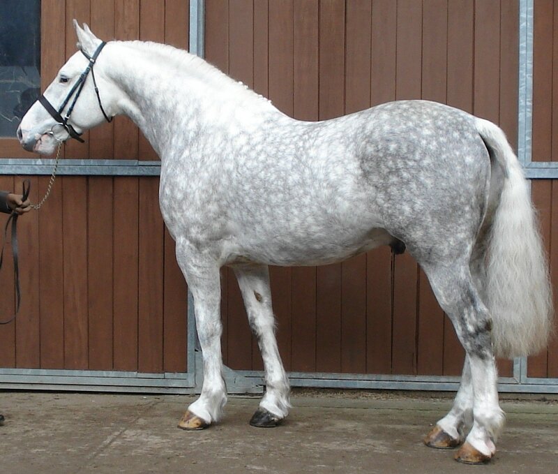 Gray Dapple Horse — White, Calm, Afternoon, Photograph