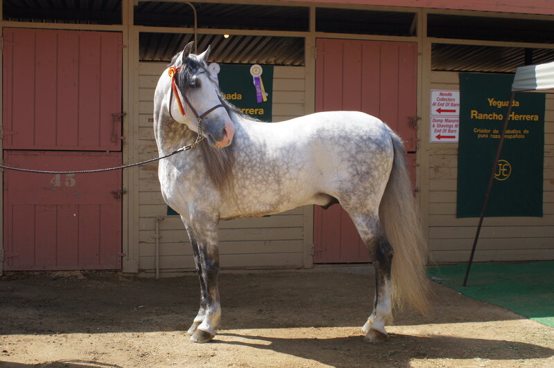 Gray Dapple Horse — White, Calm, Afternoon