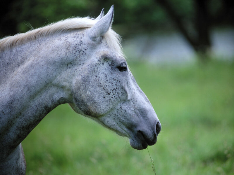 Gray Dapple Horse — White, Calm