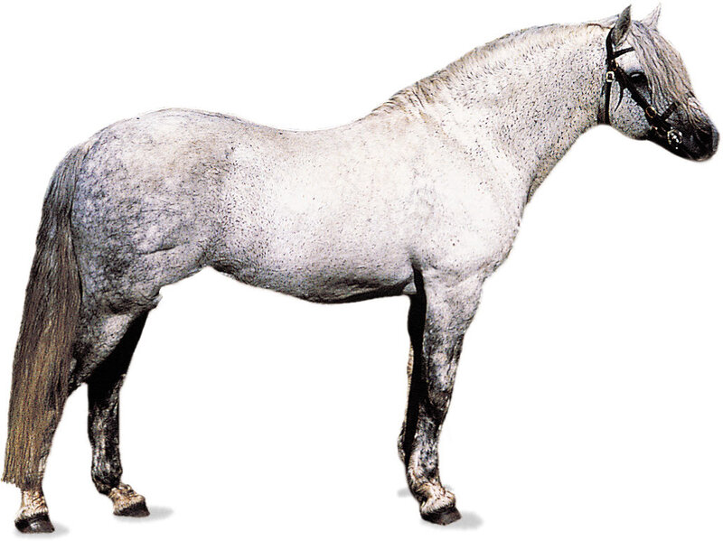 Gray Dapple Horse — White, Neutral
