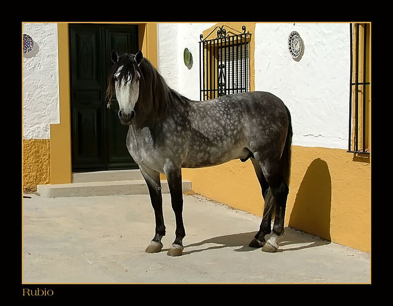 Gray Dapple Horse — White