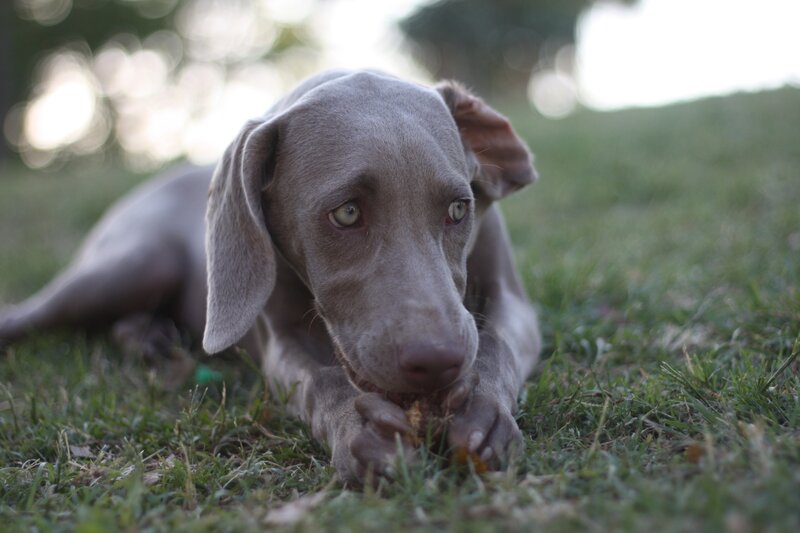 gray dog chewing on grass