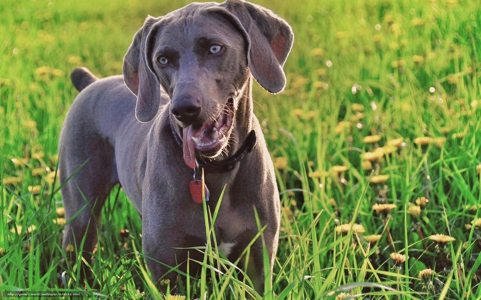 gray dog in a field