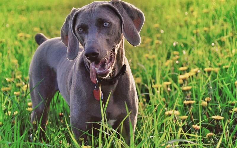 gray dog in a field