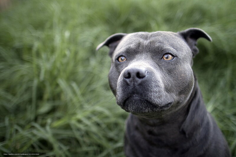 gray dog in grass