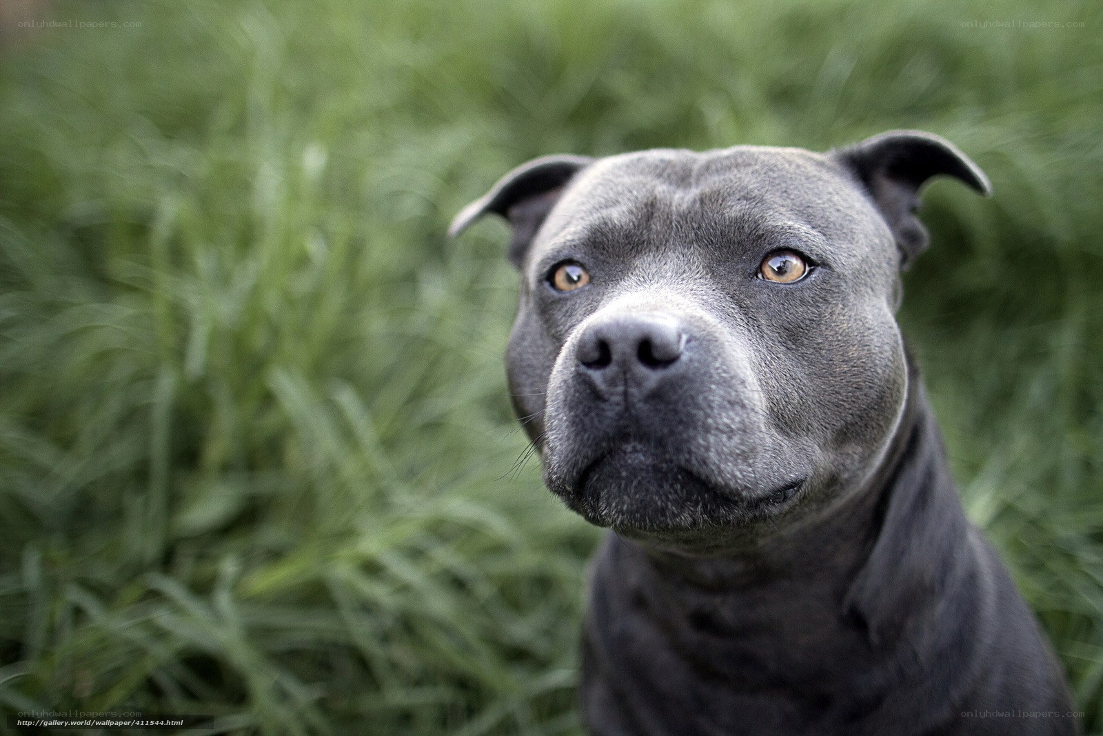 gray dog in grass