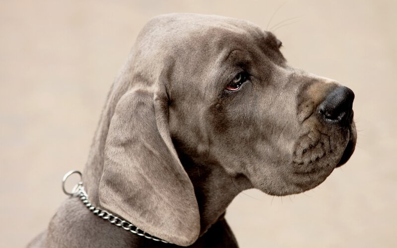 gray dog in profile