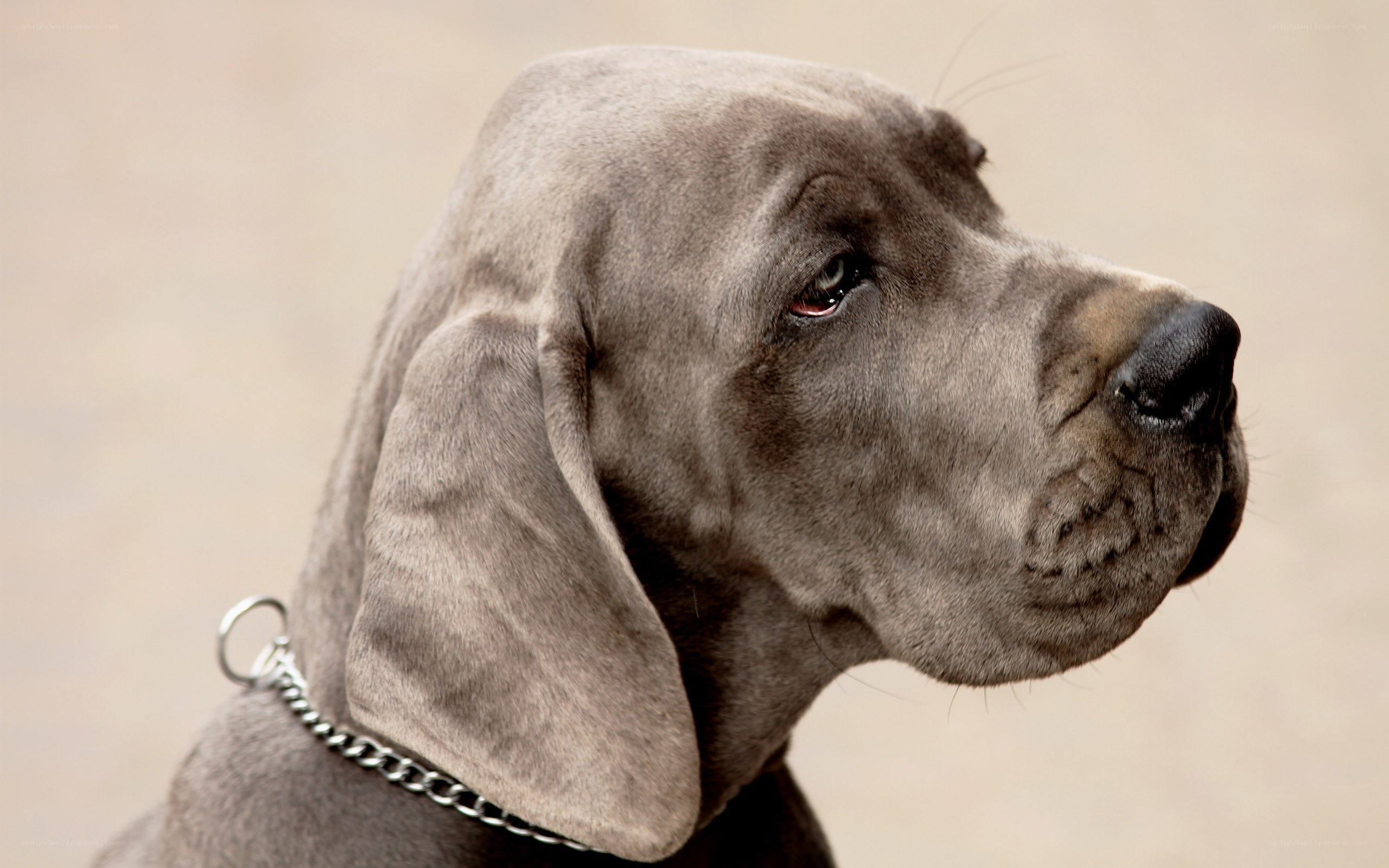 gray dog in profile