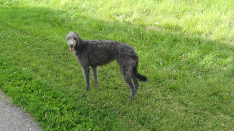 gray dog on grass