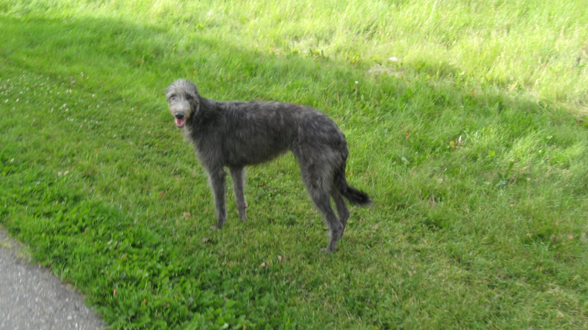 gray dog on grass