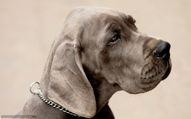 gray dog portrait