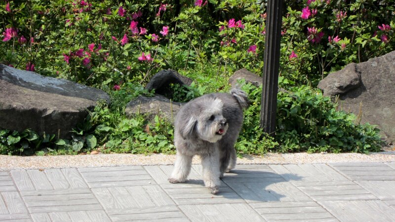 Gray Dog Walking
