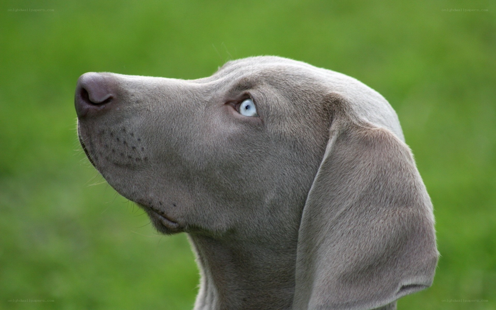 gray dog with blue eyes