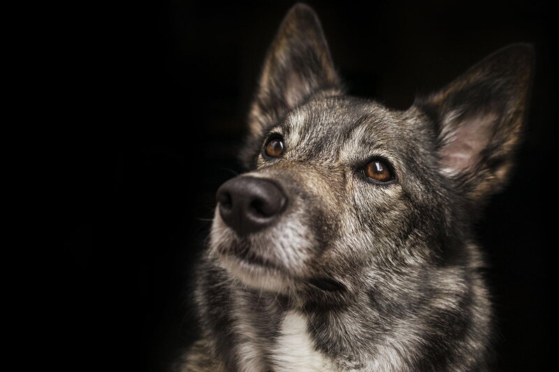 Gray Dog with Brown Eyes