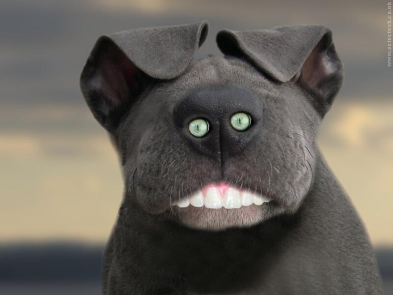 Gray Dog with Green Eyes